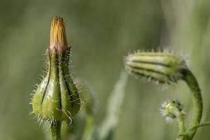 primo piano del germoglio del dente di leone chiuso su sfondo sfocato verde foto