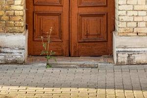 il fiore cresce a partire dal il asfalto vicino il vecchio Casa. foto