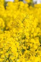 bellissimo giallo fioritura colza fiori vicino su. foto