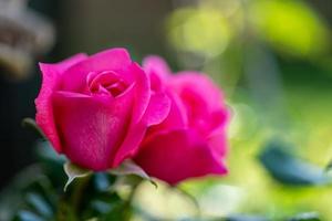 primo piano di due rose rosa