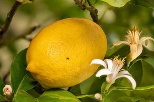 colpo di dettaglio di un fiore di limone e frutta appesi uno accanto all'altro sull'albero foto