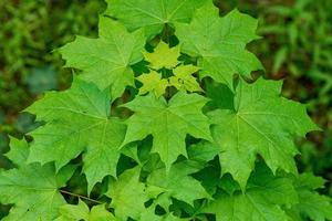 foglie verdi vibranti foto