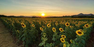 piante di girasole in fiore in campagna al tramonto foto