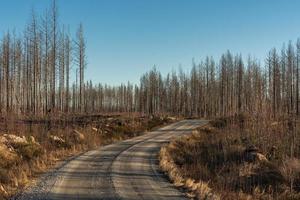 piccola strada che attraversa una foresta morta devastata da un incendio boschivo