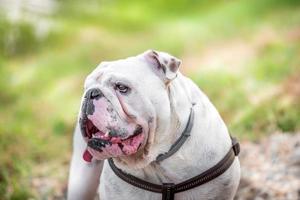 giocoso inglese bulldog foto