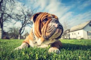 inglese bulldog in posa foto