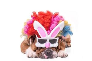 inglese bulldog clown foto