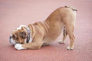 carino inglese bulldog foto