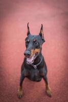 doberman giocando all'aperto foto