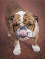 carino inglese bulldog foto