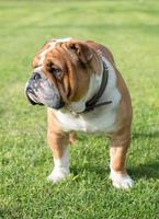 ritratto di inglese bulldog foto