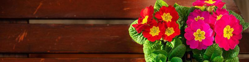 primula fiori nel fiore pentola all'aperto fioritura giardino strada fiore vegetazione foto