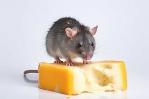 ratto mangiare formaggio. creare ai foto