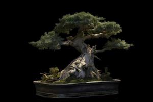 natura Bonsai albero. creare ai foto