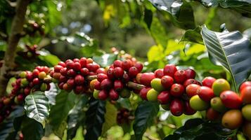 caffè albero con rosso caffè fagioli su caffè piantagione. generativo ai foto