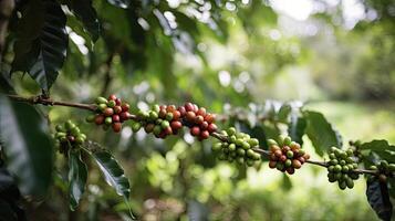 caffè albero con rosso caffè fagioli su caffè piantagione. generativo ai foto