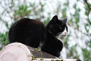 carino persiano puro bianca gatto è in posa nel il casa giardino foto