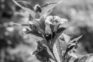 fotografia su tema bellissimo selvaggio in crescita fiore weigela foto