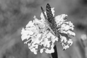 bellissimo fiore farfalla monarca su sfondo prato foto