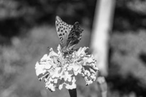 bellissimo fiore farfalla monarca su sfondo prato foto