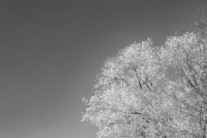 fotografia su tema grande bellissimo autunno betulla albero su sfondo luminosa cielo foto