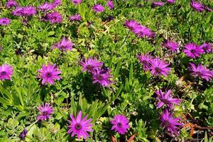 verde erba con piccolo viola fiori foto