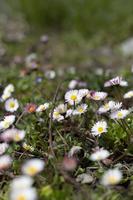 gaensebluemchen sono fruehling foto