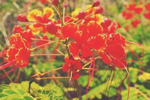 rosso fiore su il rami di alberi tra verde le foglie nel il giardino la creazione di un' naturale sfondo foto