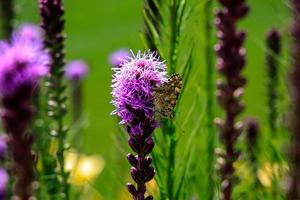 gratuito farfalle tra il fiori nel il città giardino su un' caldo soleggiato estate giorno, foto