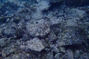 subacqueo fotografie di immersione nel il atlantico oceano Il prossimo per il canarino isole