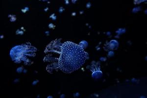 delicato Medusa galleggiante nel nero acqua nel un acquario la creazione di un interessante sfondo foto