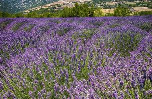 fragrante lavanda in crescita su il Turco campo nel il caldo estate luglio sole foto