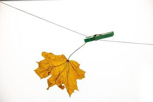 colorato autunno acero foglia su un' bianca isolato sfondo appuntato con un' fermaglio clip sospeso su un' corda foto