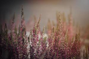 viola erica in crescita nel il settembre giardino nel il caldo pomeriggio sole nel avvicinamento foto