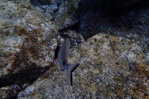 subacqueo fotografie di immersione nel il atlantico oceano Il prossimo per il canarino isole