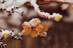 un' secco delicato fiore nel il giardino su un' freddo gelido giorno durante caduta bianca neve foto