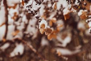 un' secco delicato fiore nel il giardino su un' freddo gelido giorno durante caduta bianca neve foto