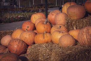 arancia autunno fresco zucca dire bugie all'aperto come un' decorazione foto