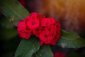 rosso fiore in crescita nel un' estate giardino tra verde le foglie foto