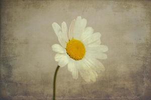 piccolo originale delicato gratuito campo camomilla fiori su un' leggero sfondo foto
