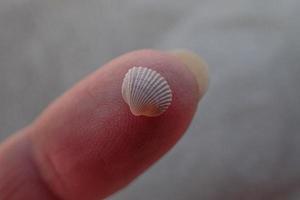 poco bianca mare conchiglia tenuto nel mani su un' spiaggia foto