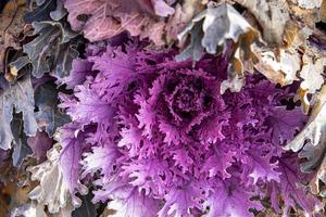 autunno sfondo nel avvicinamento di decorativo cavolo in crescita nel il giardino nel il freddo novembre sole foto