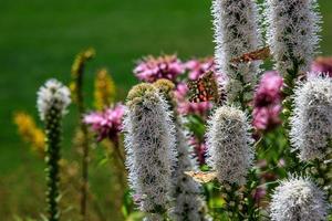 gratuito farfalle tra il fiori nel il città giardino su un' caldo soleggiato estate giorno, foto