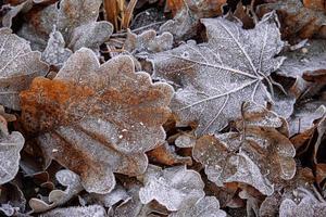 autunno sfondo con Marrone quercia le foglie coperto con brina foto