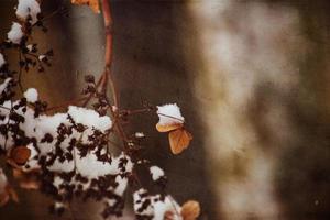 un' secco delicato fiore nel il giardino su un' freddo gelido giorno durante caduta bianca neve foto