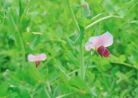 verde campo di mais, bellissimo pianta, piccolo fiore foto