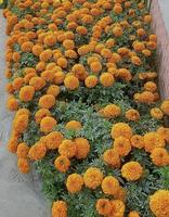 bellissimo calendula fiore, giallo arancia foto