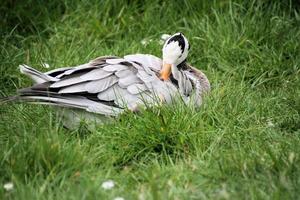 un' Visualizza di un' bar headed Oca a martin semplice natura Riserva foto