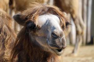 cammello - avvicinamento su viso foto