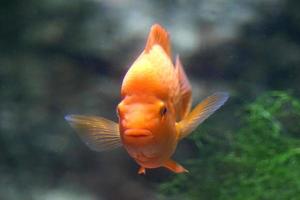 anphilophus citrinello - arancia pesce foto